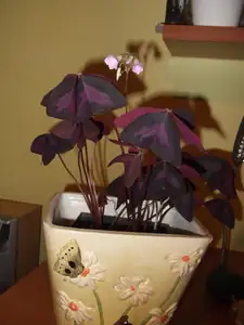 iris66 — 27. prosince 2011