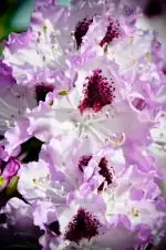Rhododendron - těm barvám jsem nemohla odolat