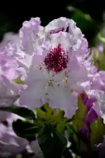 Rhododendron
