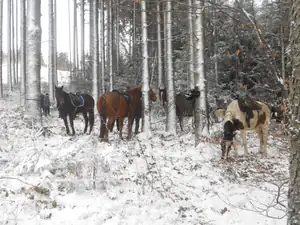 Magdalenka73 — 31. prosince 2011