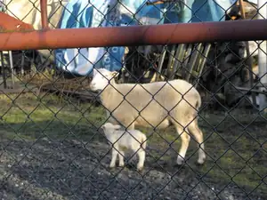 Břízy a jehňata