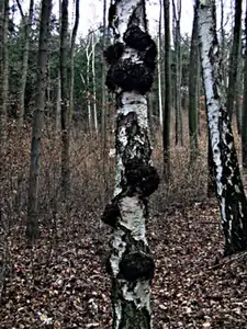 bradavice na bříze