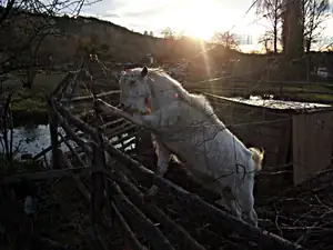starý kozel