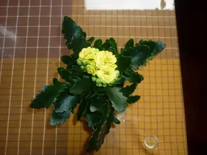 emilka12 — 9. ledna 2012