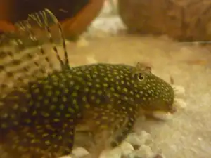 ANCISTRUS