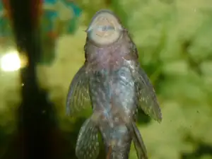 ANCISTRUS