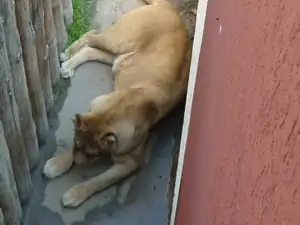 KOČIČKA