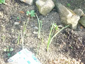 všechno raší