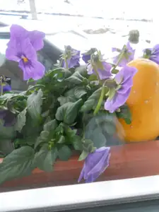 Macešky si mírnou zimu užívají