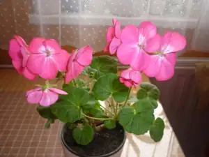 muškátek
