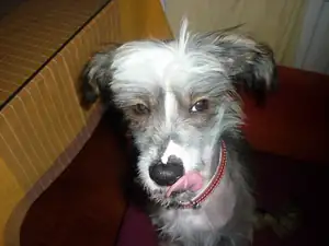 Rex