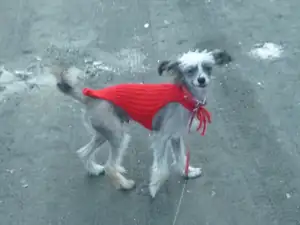 Rex
