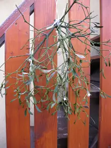 27.01.2012-jmelí pro štěstí