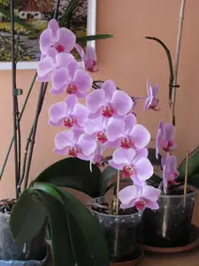 Miluji orchideje a několik jich mám