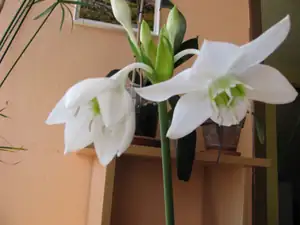Toto nevím jak se jmenuje ,ale často mě kvete