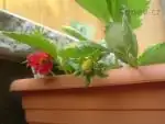 Jahůdky už se rýsují