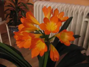 jarka 5 — 31. ledna 2012