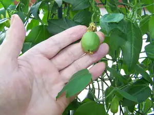 Passiflora Herbertiana