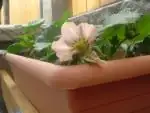 Jahody