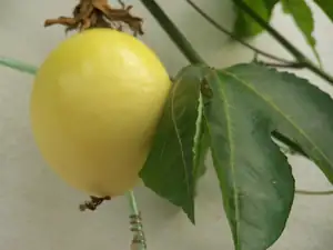 PassifloraEdulis Var. Flavicarpa