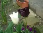 Black and white