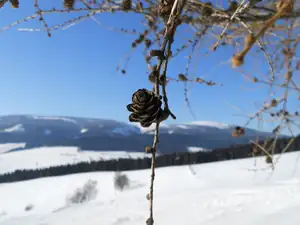Pod modřínem