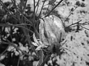 iris66 — 3. února 2012