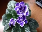Fialka