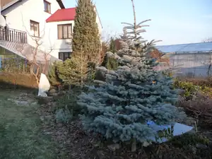 žádný sníh