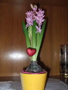iris66 — 12. února 2012