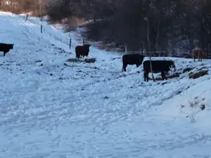 Ani si nás nevšimly. Krávy! 🙂