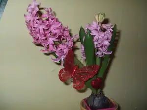 iris66 — 14. února 2012