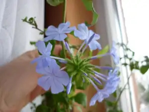 Plumbago
