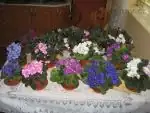Pavla17 — 14. května 2010