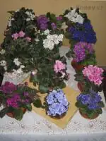 Pavla17 — 14. května 2010