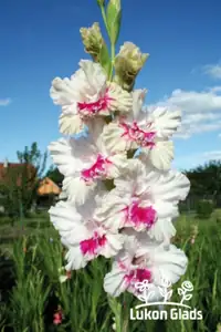 Mucimutr