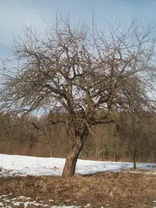 ...že by předjaří?