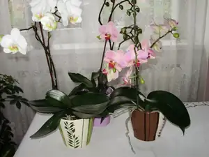 Orchidej