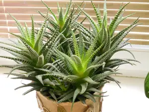 Aloe