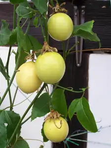 keramo — 29. února 2012