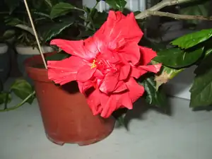 iris66 — 29. února 2012