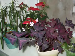 iris66 — 29. února 2012