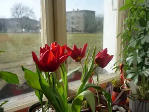 rudé tulipány