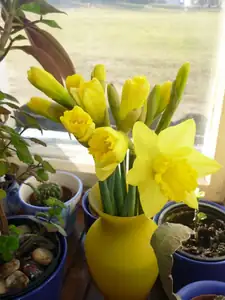 kytička narcisů