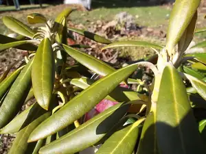 poupata rododendronu