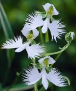 iris66 — 5. března 2012