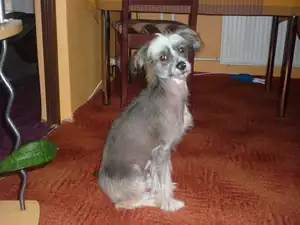 Rexík