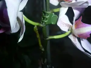 Orchidej