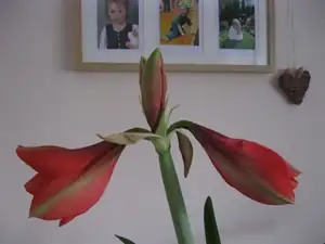 V rozpuku
