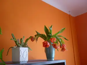 tulipánky
